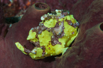 Warty Frogfish Antennarius maculatus
