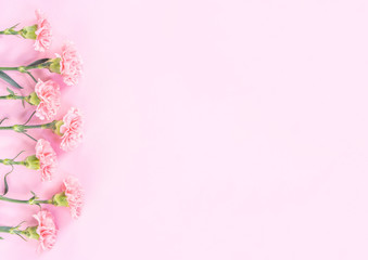 Beautiful elegance blooming baby pink color tender carnations in row isolated on bright pink background, mothers day greeting design concept,top view,flat lay,close up,copy space