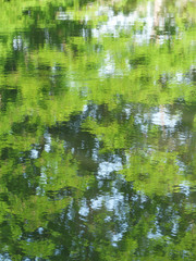Trees reflection in water