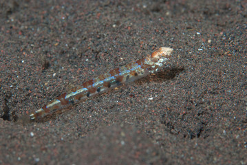 Reef lizardfish Synodus variegatus