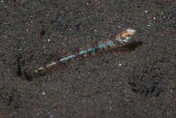 Reef lizardfish Synodus variegatus