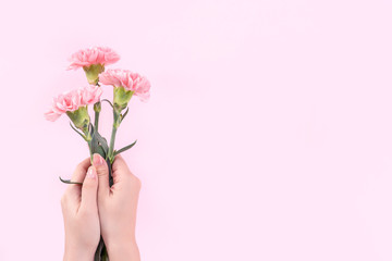 Woman giving bunch of elegance blooming baby pink color tender carnations isolated on bright pink background, mothers day decor design concept, top view, close up, copy space