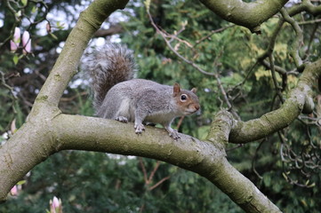 Squirrel on the tree