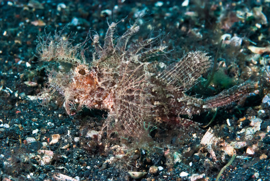 Ambon Scorpionfish Pteroidichthys amboinensis
