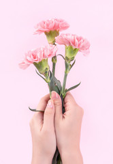 Woman giving bunch of elegance blooming baby pink color tender carnations isolated on bright pink background, mothers day decor design concept, top view, close up, copy space