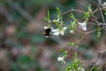 Hummel im Frühling beim Nektar sammeln