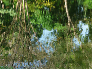 Trees reflection in water