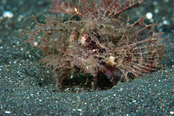 Ambon Scorpionfish Pteroidichthys amboinensis