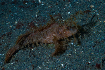 Obraz na płótnie Canvas Ambon Scorpionfish Pteroidichthys amboinensis