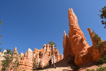 landscape on the bryce canyon in the united states of america