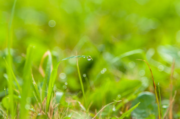 A fresh meadow after rain with water drops on the blades of grass