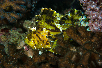 Leaf Scorpionfish Taenianotus triacanthus