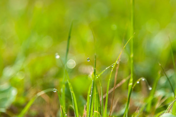 A fresh meadow after rain with water drops on the blades of grass
