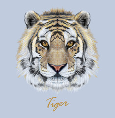 Tiger animal face. Vector Bengal head portrait. Realistic fur beast of tiger. Predator eyes of wildcat. Big cat head on blue background.
