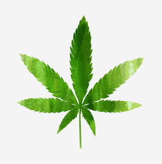 Green cannabis leaf.