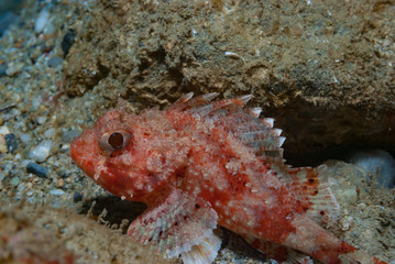 Red Scorpionfish Scorpaena scrofa