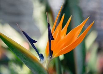 bird of paradise flower