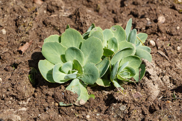 Succulent plant recently planted in plowed soil during spring