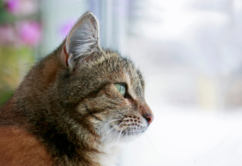 portrait of cute edgy cat sitting on the window and looking at the street in the distance