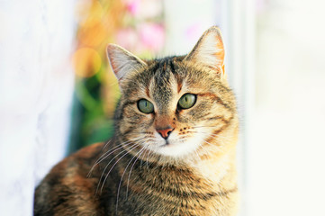 portrait of cute edgy cat sitting on the window surrounded by bright circles of light and white tulle