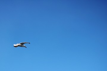 Seagull floating in the air