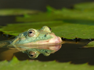 closeup eye frog