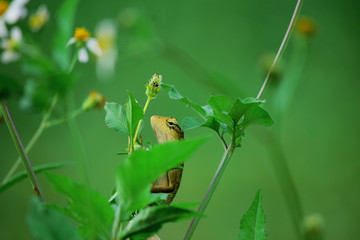  natural background of chameleons that are on the grass