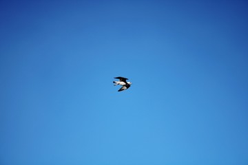 Seagull floating in the air