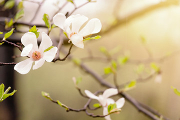 Spring magnolia flowers