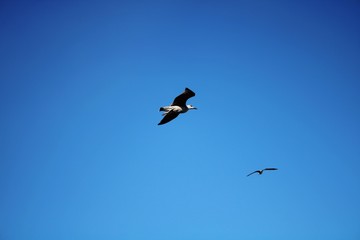 Fototapeta premium Seagull floating in the air