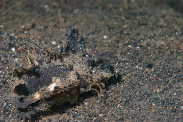 Spiny Devilfish Inimicus didactylus
