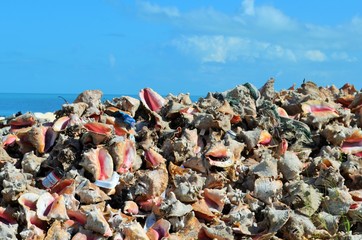 Obraz na płótnie Canvas Grand Bahamas Island - Conch