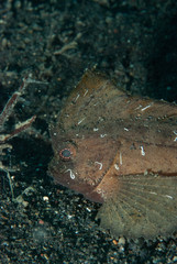 Spiny Waspfish Ablabys macracanthus