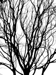 Silhouette dry branch tree
