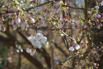 うば桜（Faded beauty）