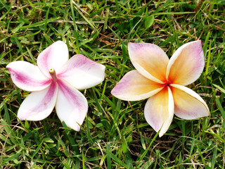 plumeria flower on grass in garden