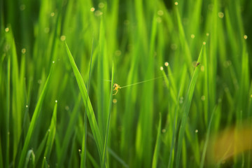  natural background in the rice fields