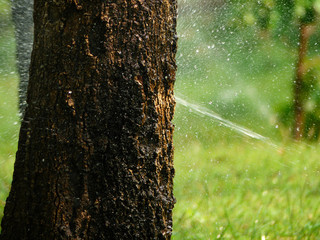 watering can for big tree