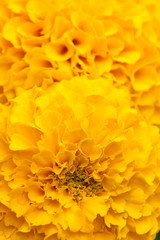 Tagetes flowers background