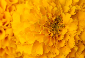Tagetes flowers background