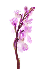 flora of Gran Canaria - Orchis patens
