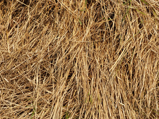 dry grass