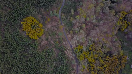 AERIAL VIEW OF TREES AND A ROAD