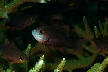 Plain Cardinalfish Apogon apogonides