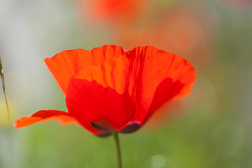 Fototapeta premium flora of Gran Canaria - red poppy