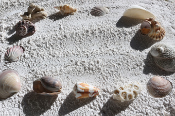 Fototapeta na wymiar Shells and Coral on White Sand Background Frame
