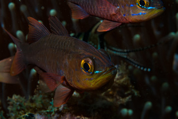 Plain Cardinalfish Apogon apogonides