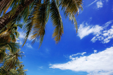 Coconut leaves on blue sky.