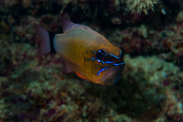 Ring-Tail Cardinalfish Apogon fleurieu
