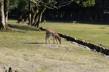 奈良の鹿(Cervus nippon)
